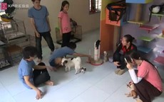 'Bệnh viện' của chó mèo hoang ở Sài Gòn